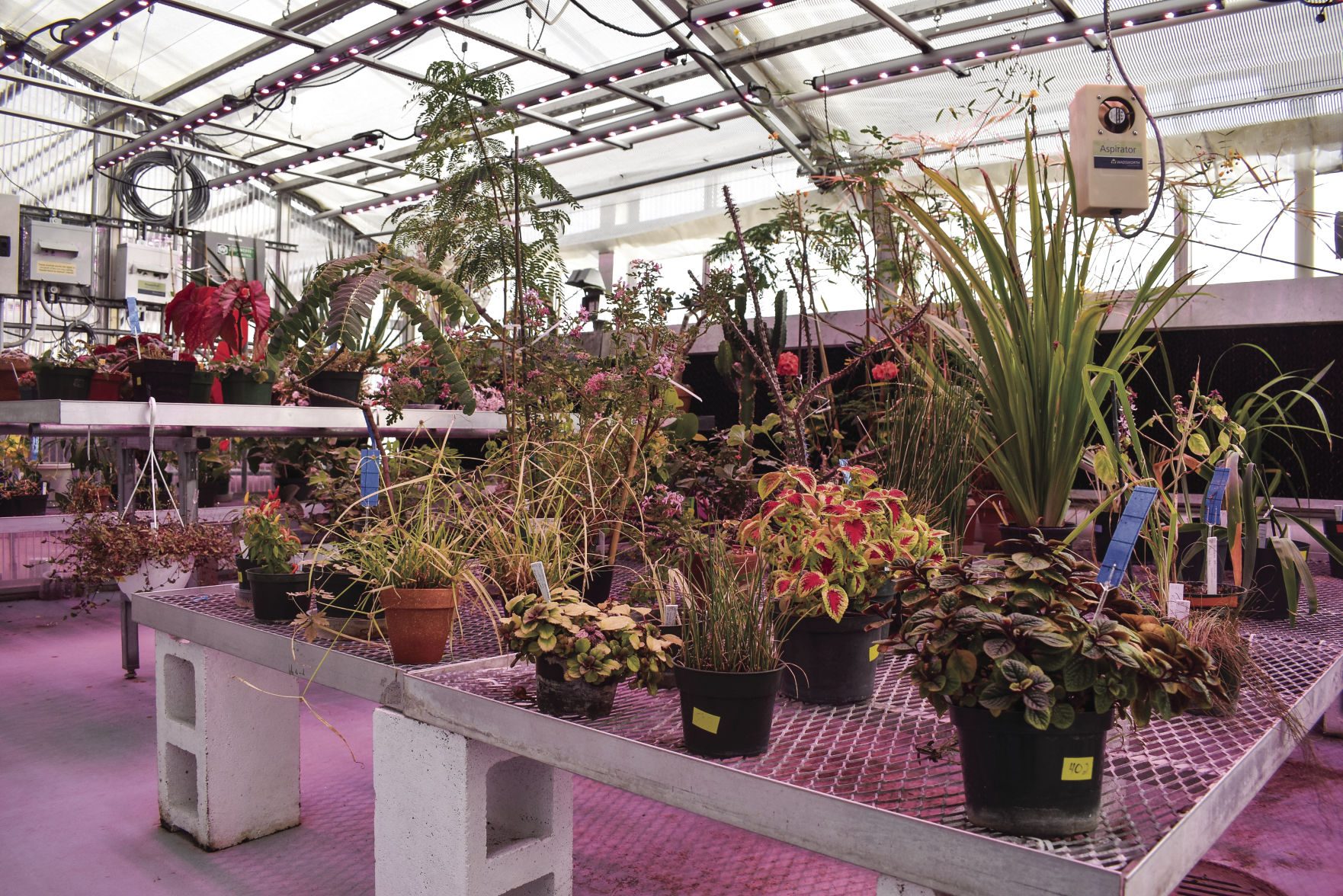 Research on different types of plant species is always happening by WVU Biology students at the greenhouse. The greenhouse can be found at the penthouse level of the Life Sciences building.